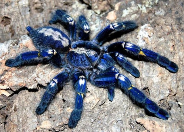 The Colors of Spiritualism: TARANTULA SPIDER - Poecilotheria metallica. Spider of Southeast India, and Sri Lanka. What is Color? What generates the Color?