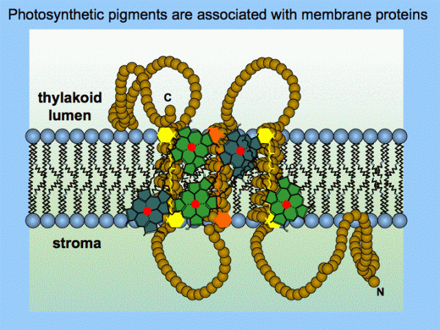 WholeDude-WholeDesigner-Chlorophyll: Thylakoid Membrane bound proteins form a Complex with Chlorophyll pigments to perform the photosynthetic function.