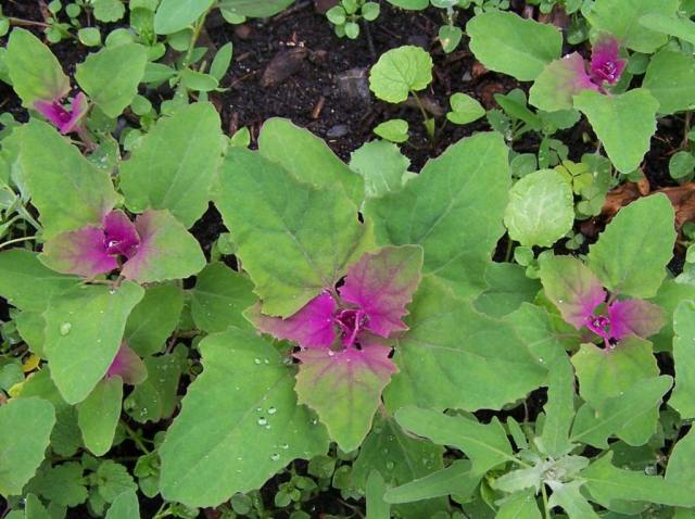 WholeDude - WholeDesigner - Phytochemistry: The seeds of Chenopodium album - Lambsquarters or Pigweed are chewed or used in Inca traditional medicine in the treatment of urinary problems and for the problem of semen discharge during urination.