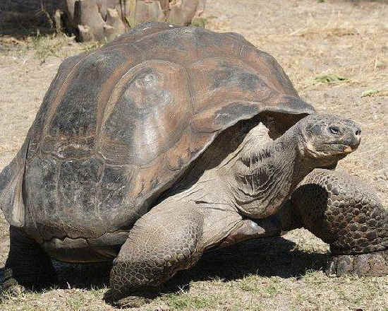SPIRITUALITY SCIENCE - AGING AND LONGEVITY: TORTOISE IS THE LAND-LIVING TURTLE SPECIES. THEY ARE IN EXISTENCE FROM THE TRIASSIC PERIOD, ABOUT 200 MILLION YEARS AGO. THIS GALAPAGOS GIANT TORTOISE(TESTUDO ELEPHANTOPUS) CAN LIVE UPTO 177 YEARS. THE ALDABRA GIANT TORTOISE NAMED ADWAITA LIVED FOR 250 YEARS.